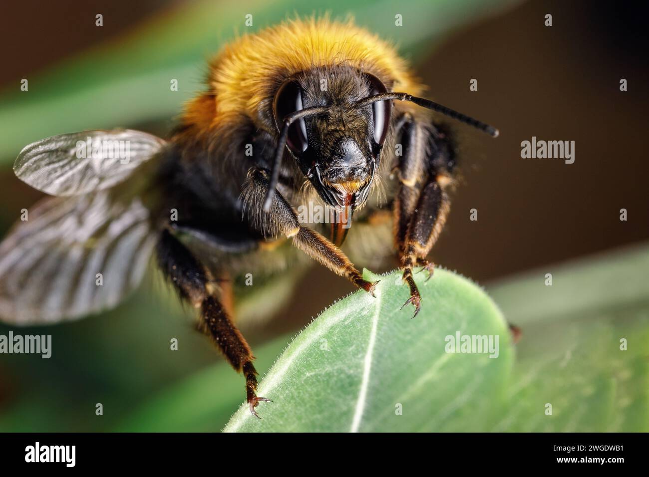 Magnifique macro-gros plan vibrant d'un Bombus terrestris (le bourdon à queue chamois ou le gros bourdon de terre) sur une feuille verte fraîche au printemps dans le Li Banque D'Images