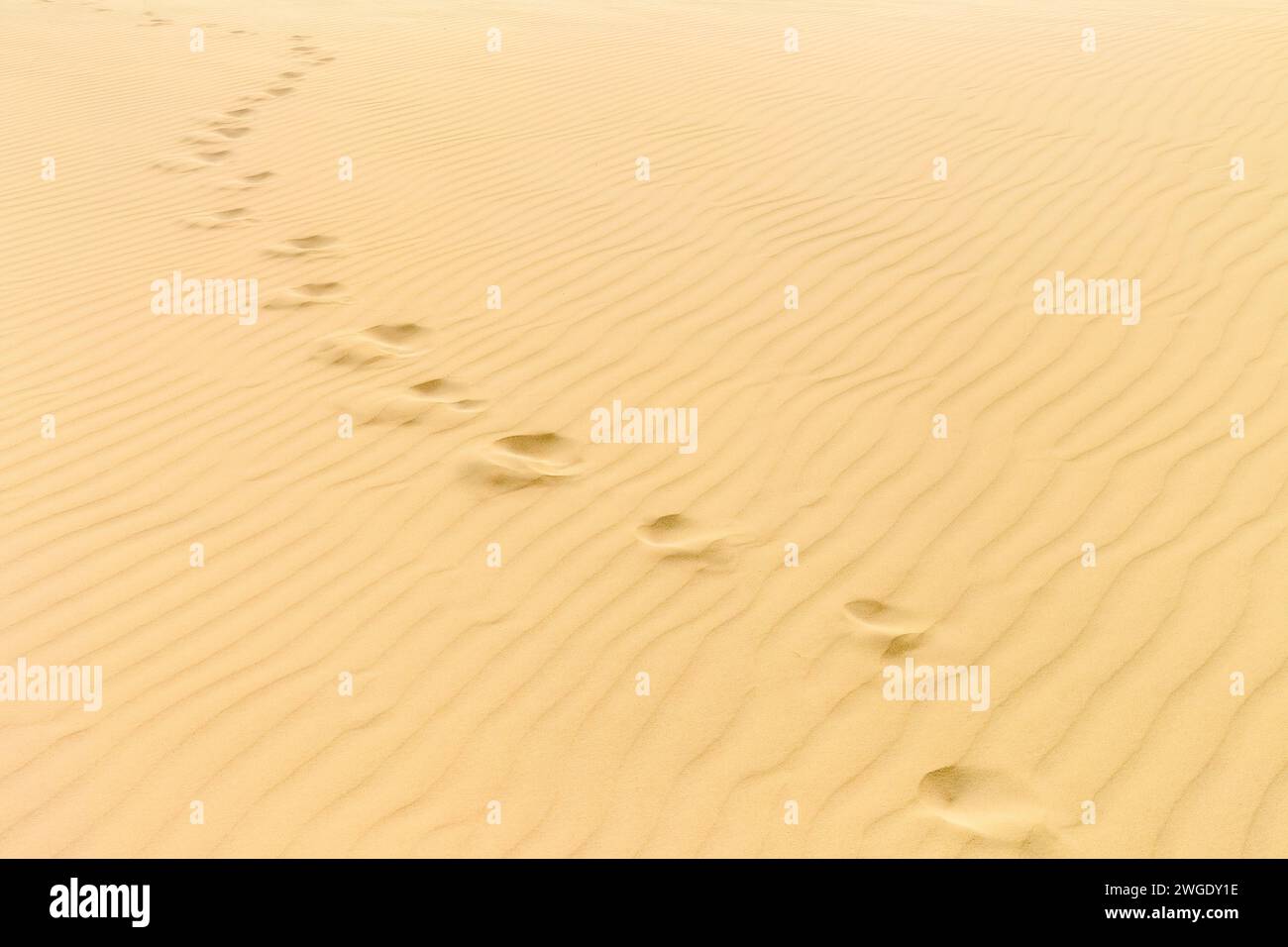 Desert Walk : empreintes à l'horizon à Boa Vista, Cap-Vert. Photo de haute qualité Banque D'Images