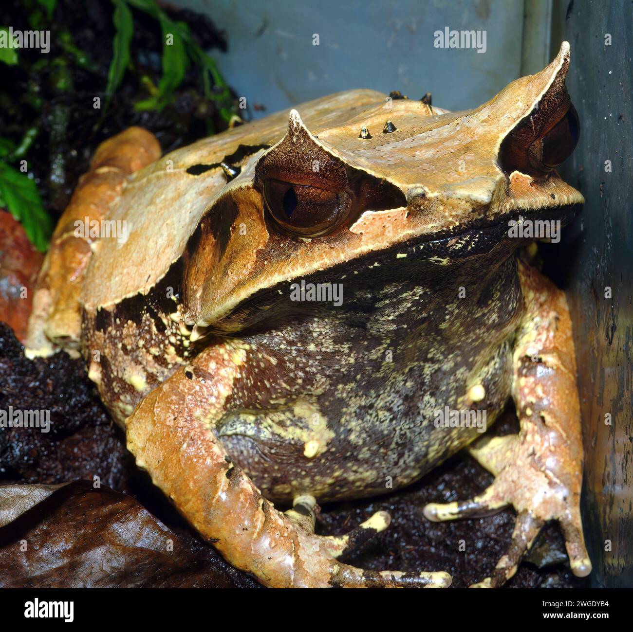 Grenouille à cornes à nez long, grenouille à cornes malaise, Zipfelkrötenfrosch, grenouille cornue asiatique, Megophrys nasuta, szarvasbéka Banque D'Images