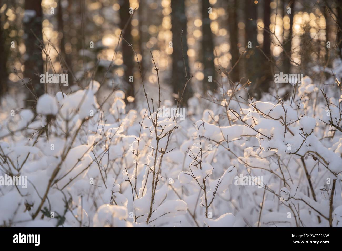 Paysage avec des buissons enneigés au premier plan. Paysage d'hiver pendant l'heure dorée. Arrière-plan bokeh. Banque D'Images