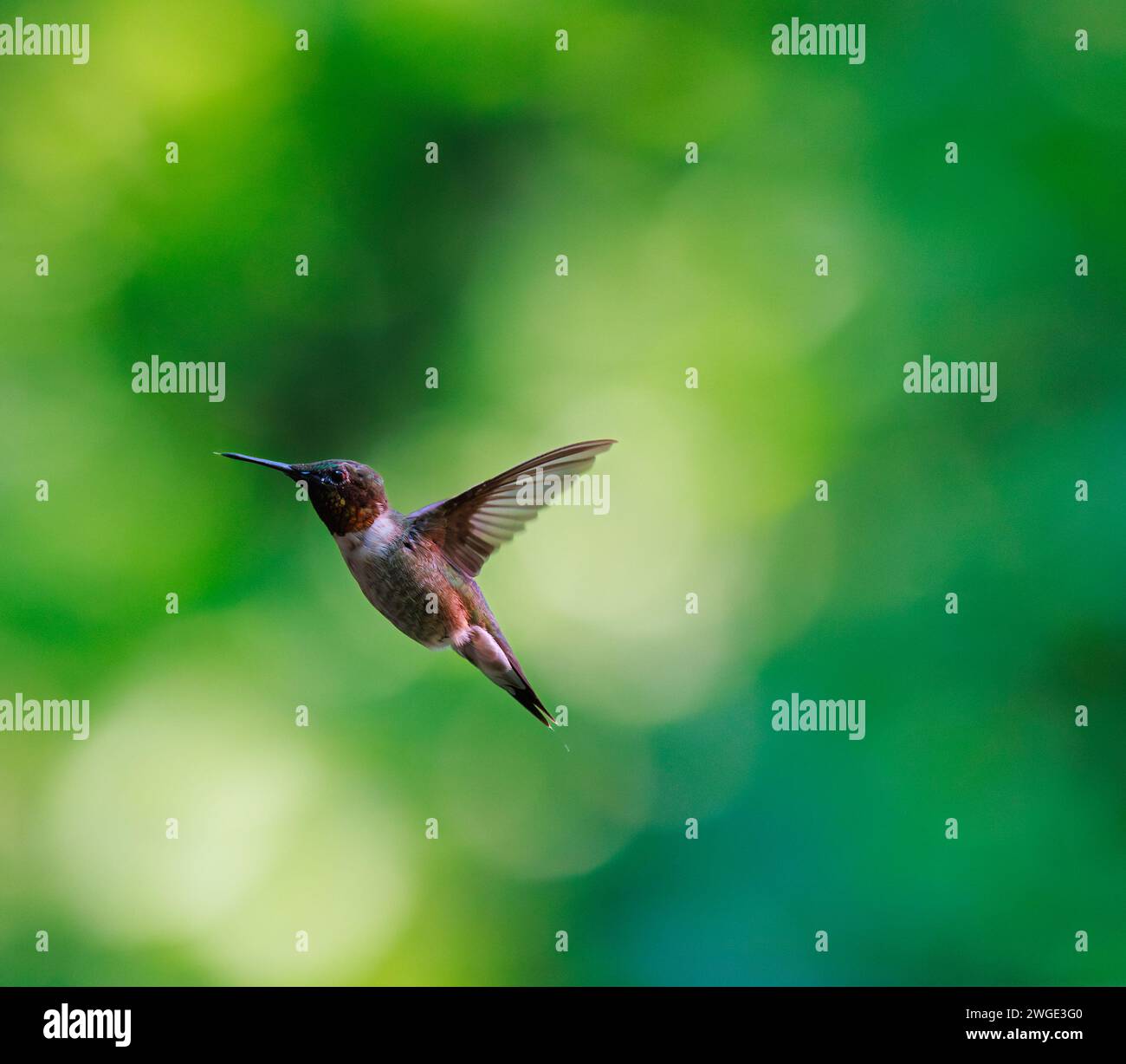 Rubis a jeté colibri en vol avec fond de verdure Banque D'Images