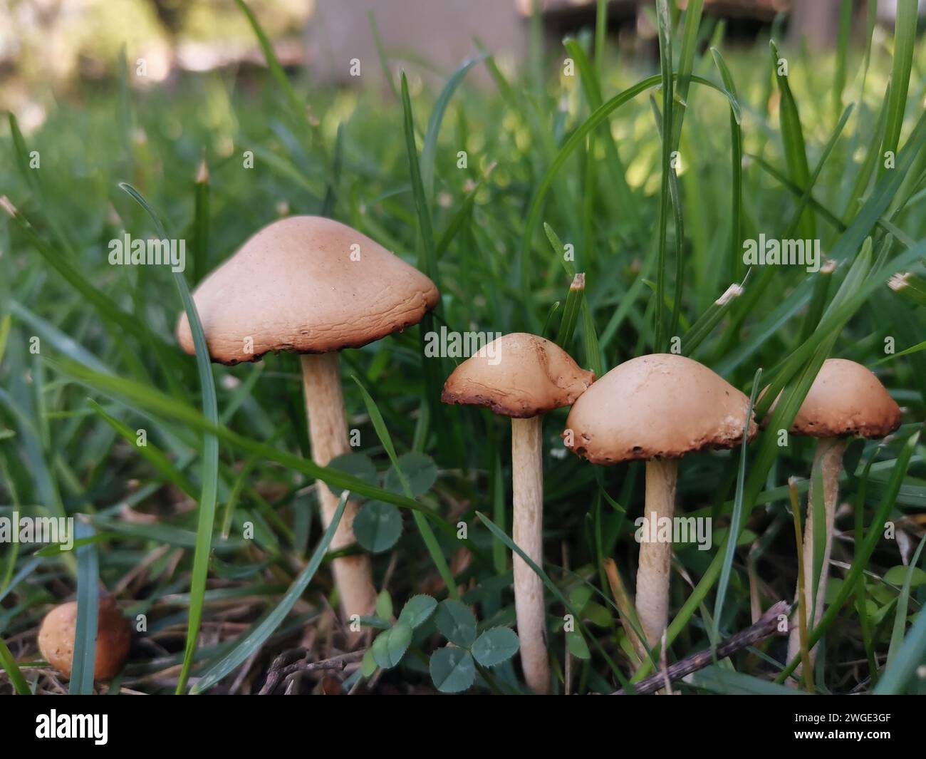 Quelques champignons debout dans l'herbe à côté des arbres Banque D'Images