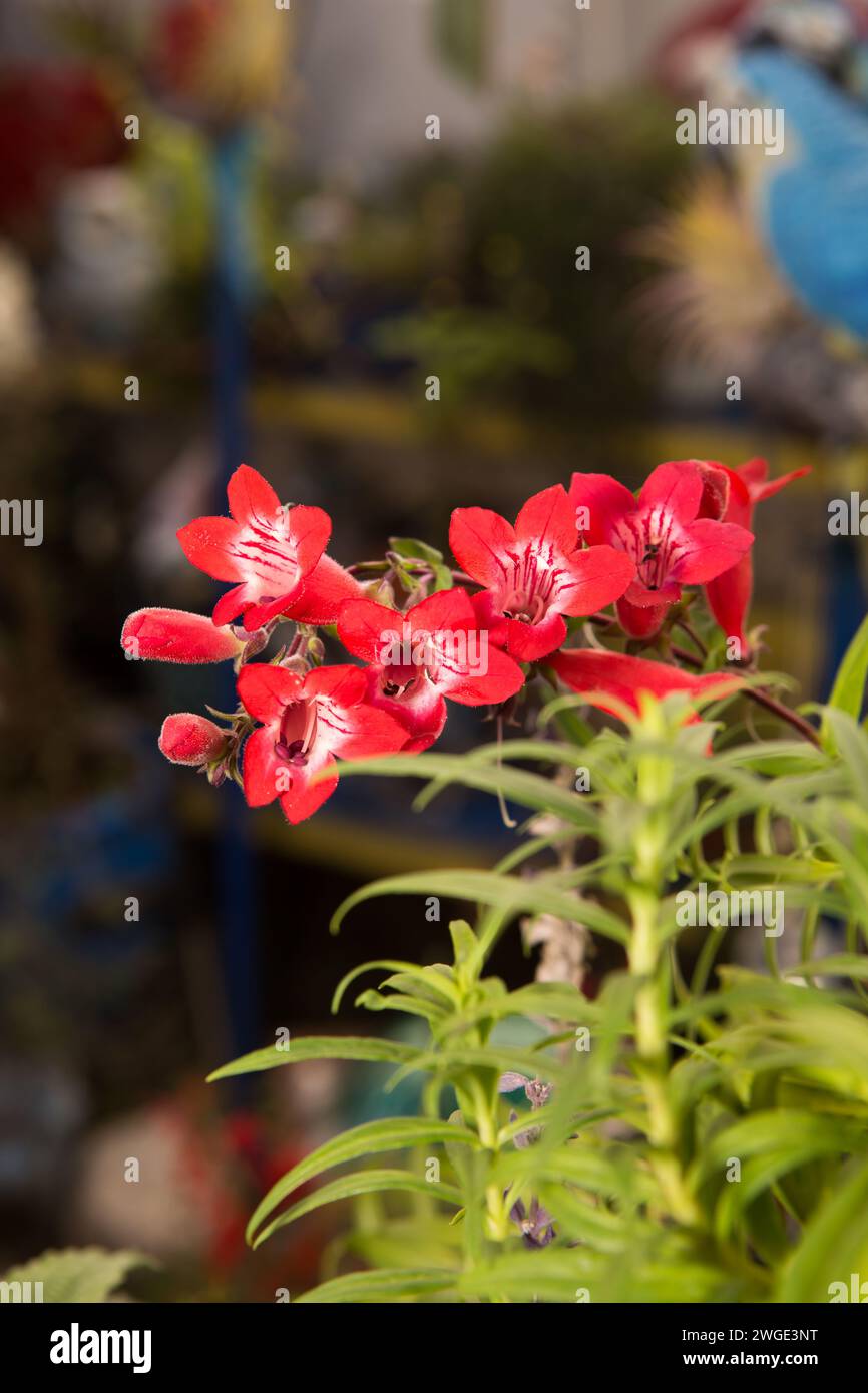 Red penstemon hartwegii nom commun fleurs de langue de barbe de Hartweg poussant dans un jardin de la maison Banque D'Images