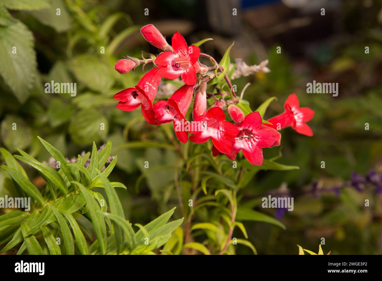 Red penstemon hartwegii nom commun fleurs de langue de barbe de Hartweg poussant dans un jardin de la maison Banque D'Images