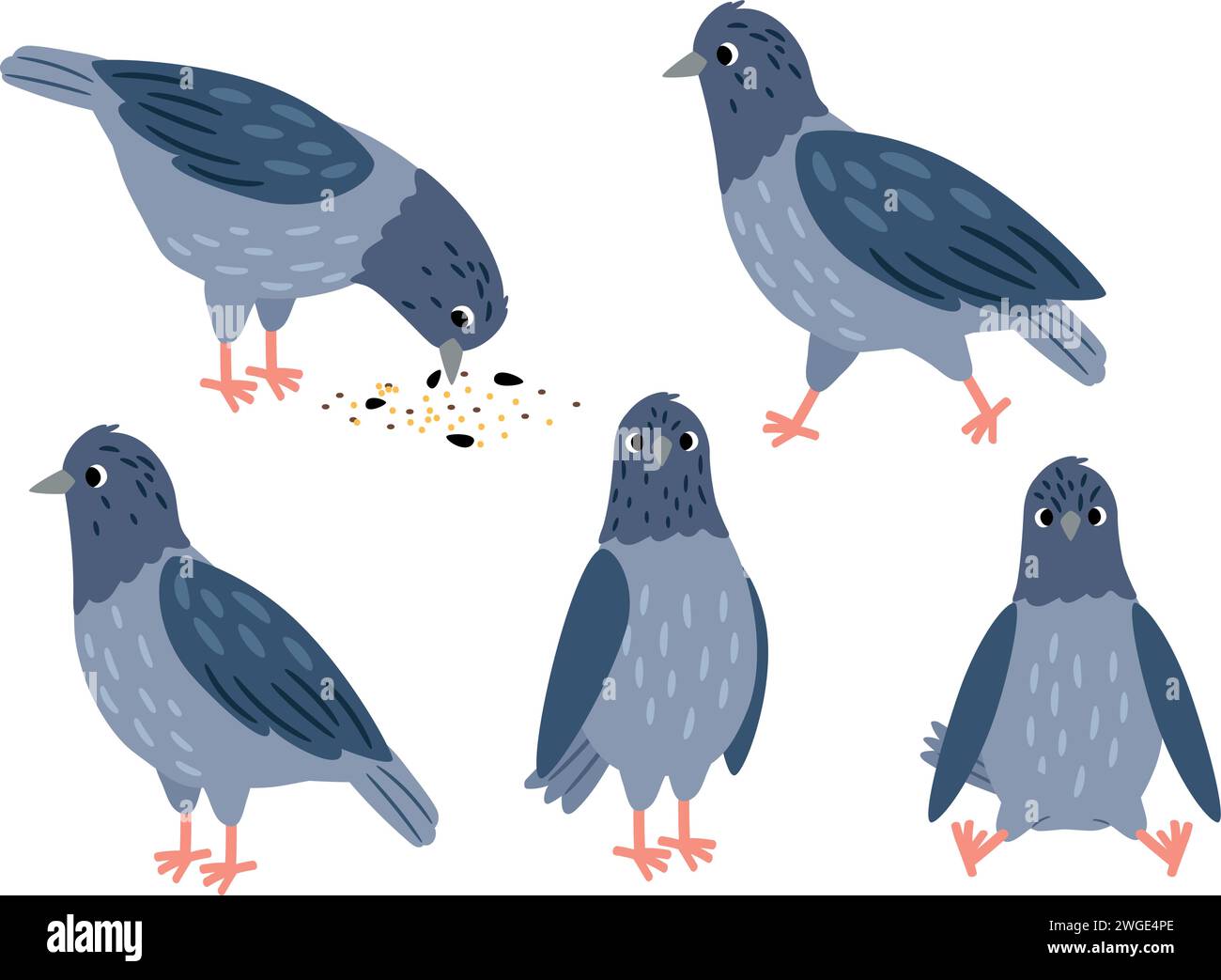Ensemble de différentes poses de pigeon. Illustration vectorielle de graines de pigeon d'oiseau de la faune isolée, faune urbaine ensemble d'animaux Illustration de Vecteur