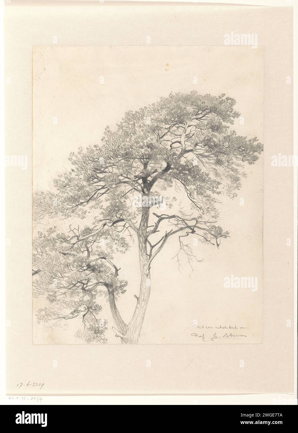 Étude de boom, Georg Sturm, 1865 - 1923 papier à dessin. craie Banque D'Images