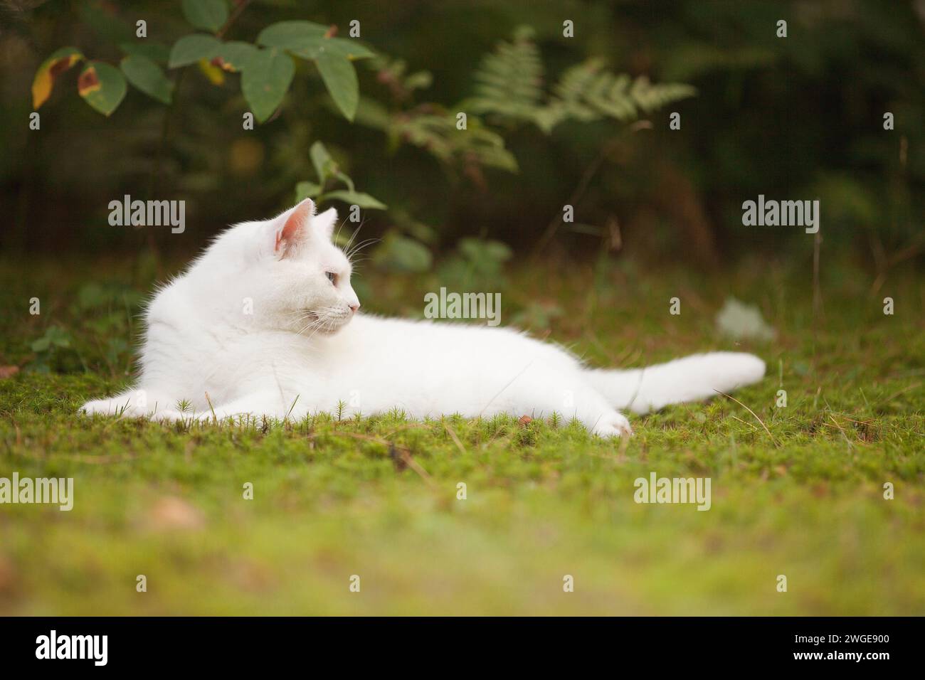 Tout chat blanc avec les yeux bleus couchés dehors sur l'herbe dans la saison estivale sous les feuilles se reposant dans l'ombre Banque D'Images