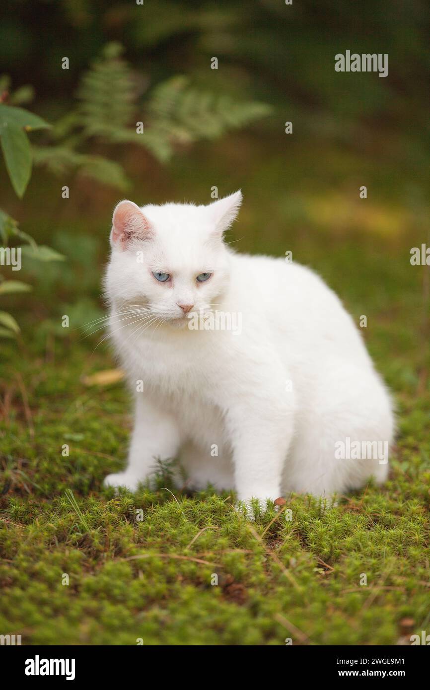 Tout chat blanc avec les yeux bleus assis dehors sur l'herbe dans la saison estivale sous les feuilles se reposant dans l'ombre Banque D'Images