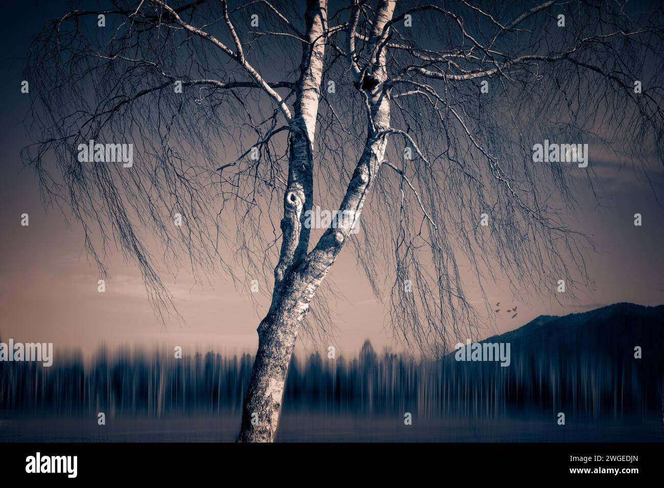 PHOTOGRAPHIE CONTEMPORAINE : soirée dans la 'Loisach-Kochel Moor' près de Sindeldorf, Oberbayern, Allemagne par Edmund Nagele FRPS Banque D'Images