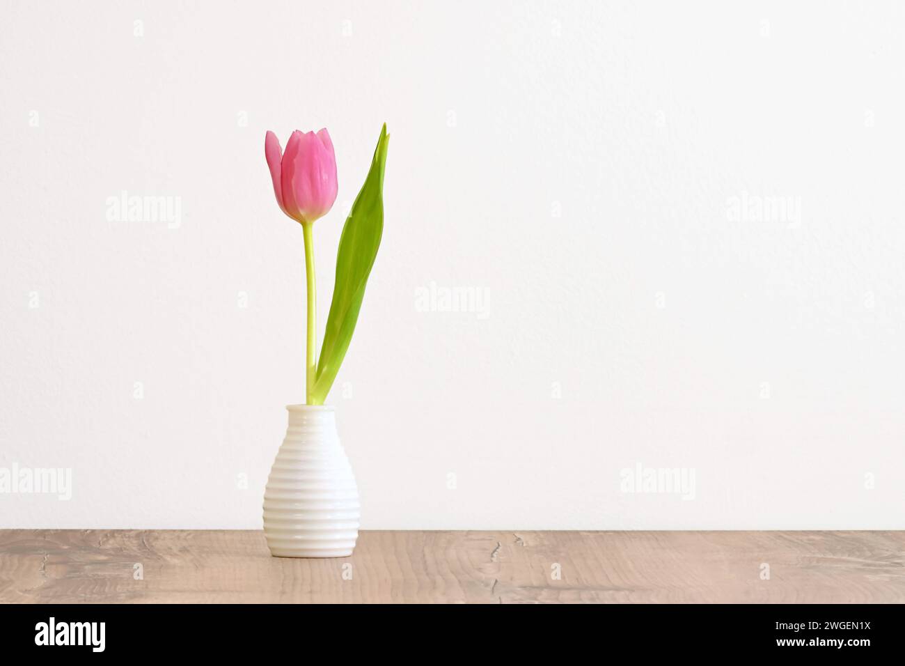 Petite tulipe rose simple avec feuille verte dans un vase blanc sur une table en bois avec un fond blanc Banque D'Images
