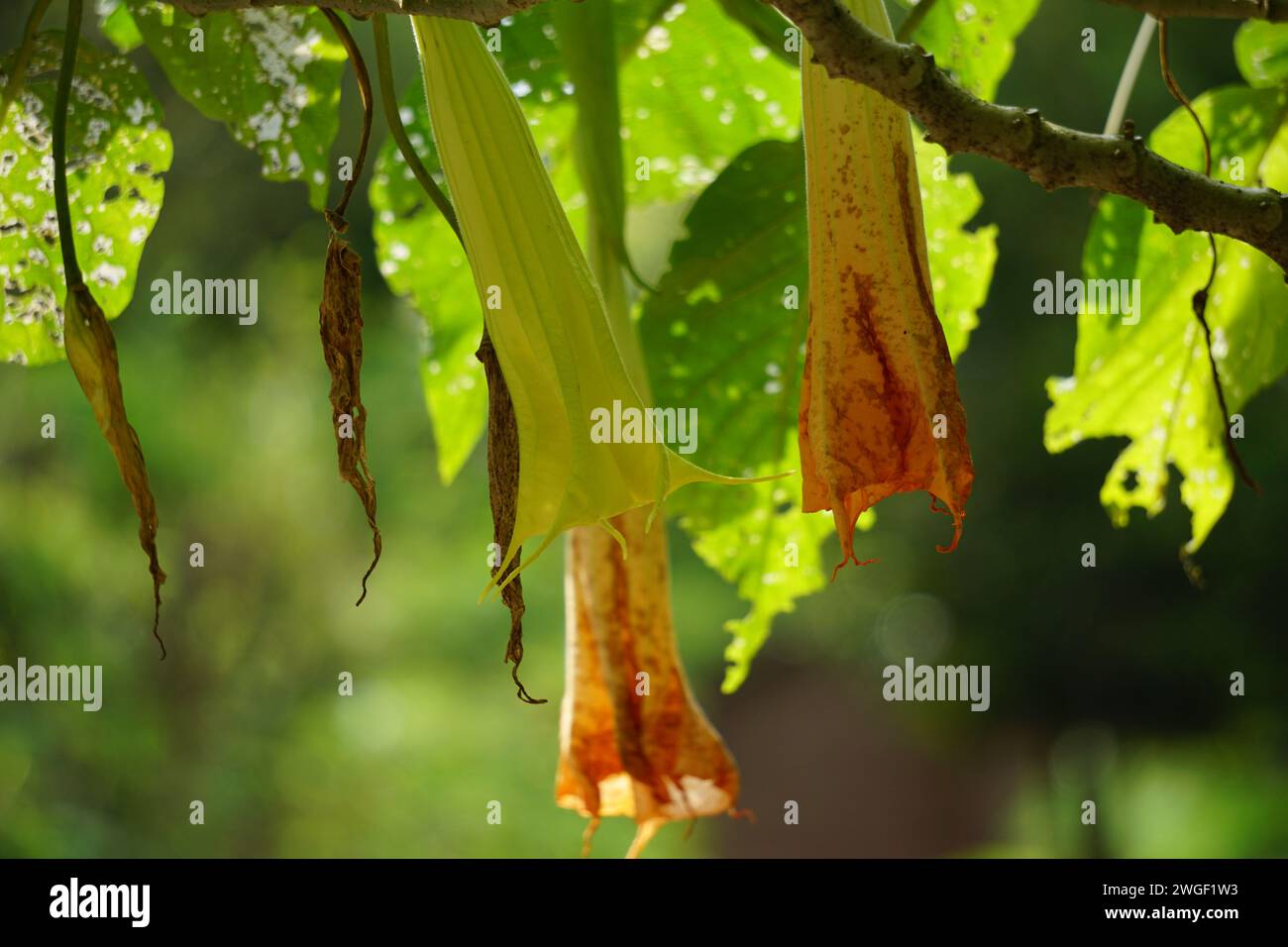 Brugmansia arborea (Brugmansia suaveolens) dans la nature. Brugmansia arborea est un arbuste à feuilles persistantes ou un petit arbre atteignant jusqu'à 7 mètres de hauteur Banque D'Images