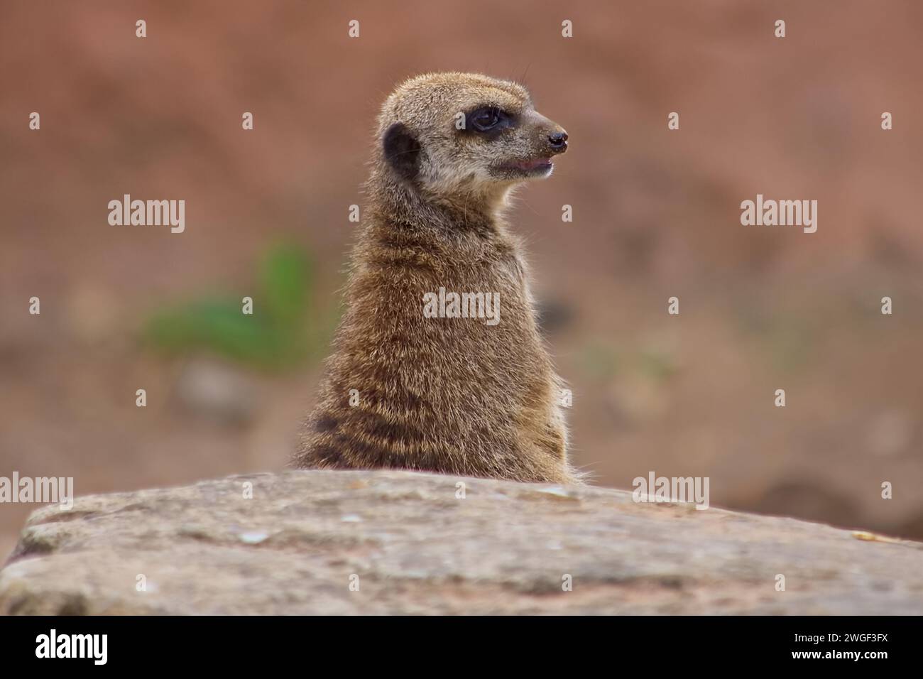 Une suricate adulte se cache derrière un rocher, alerte et studieuse, à la recherche de prédateurs. Banque D'Images