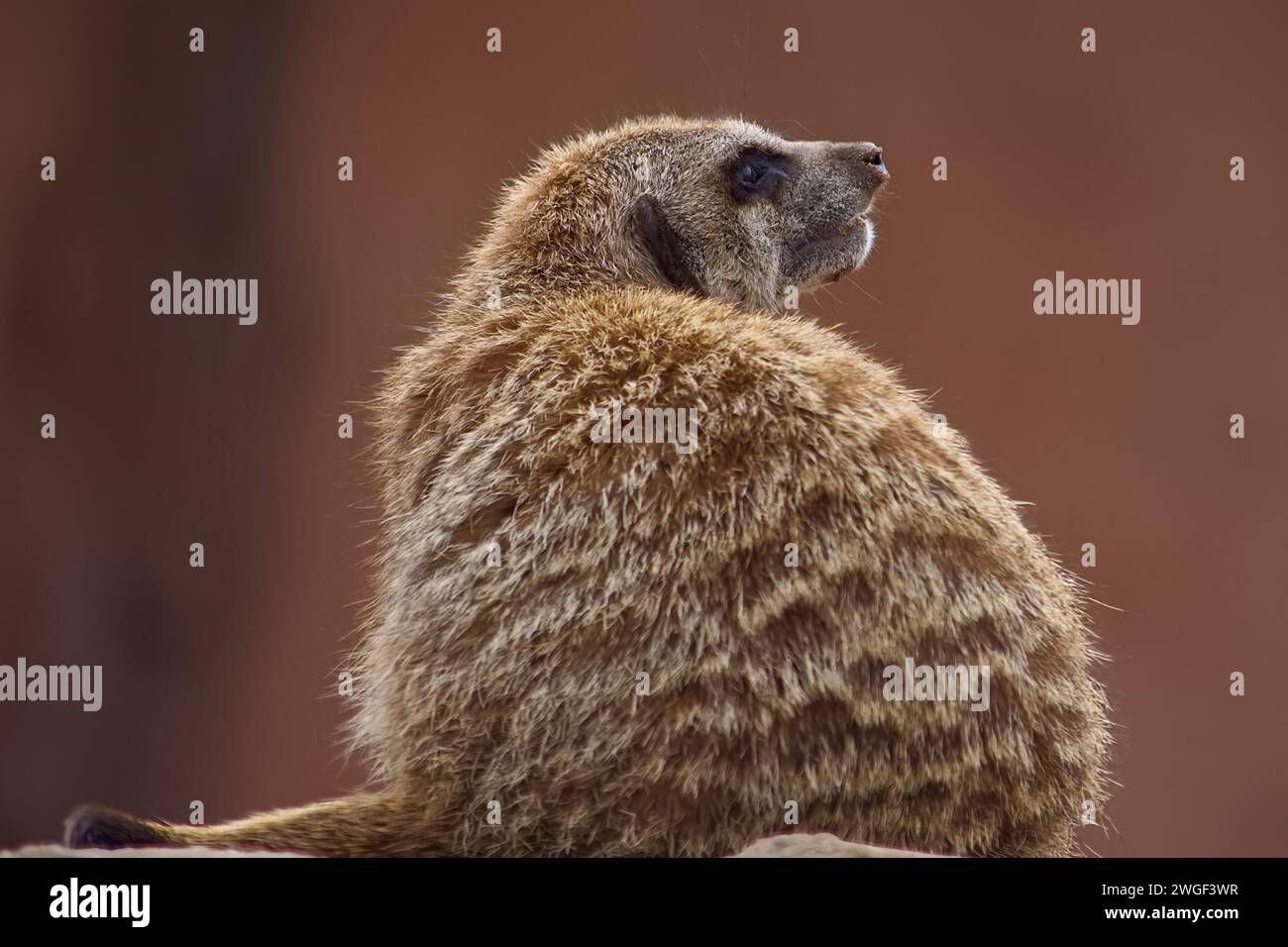 Suricate adulte cultivée avec fourrure épaisse reposant au soleil. Banque D'Images