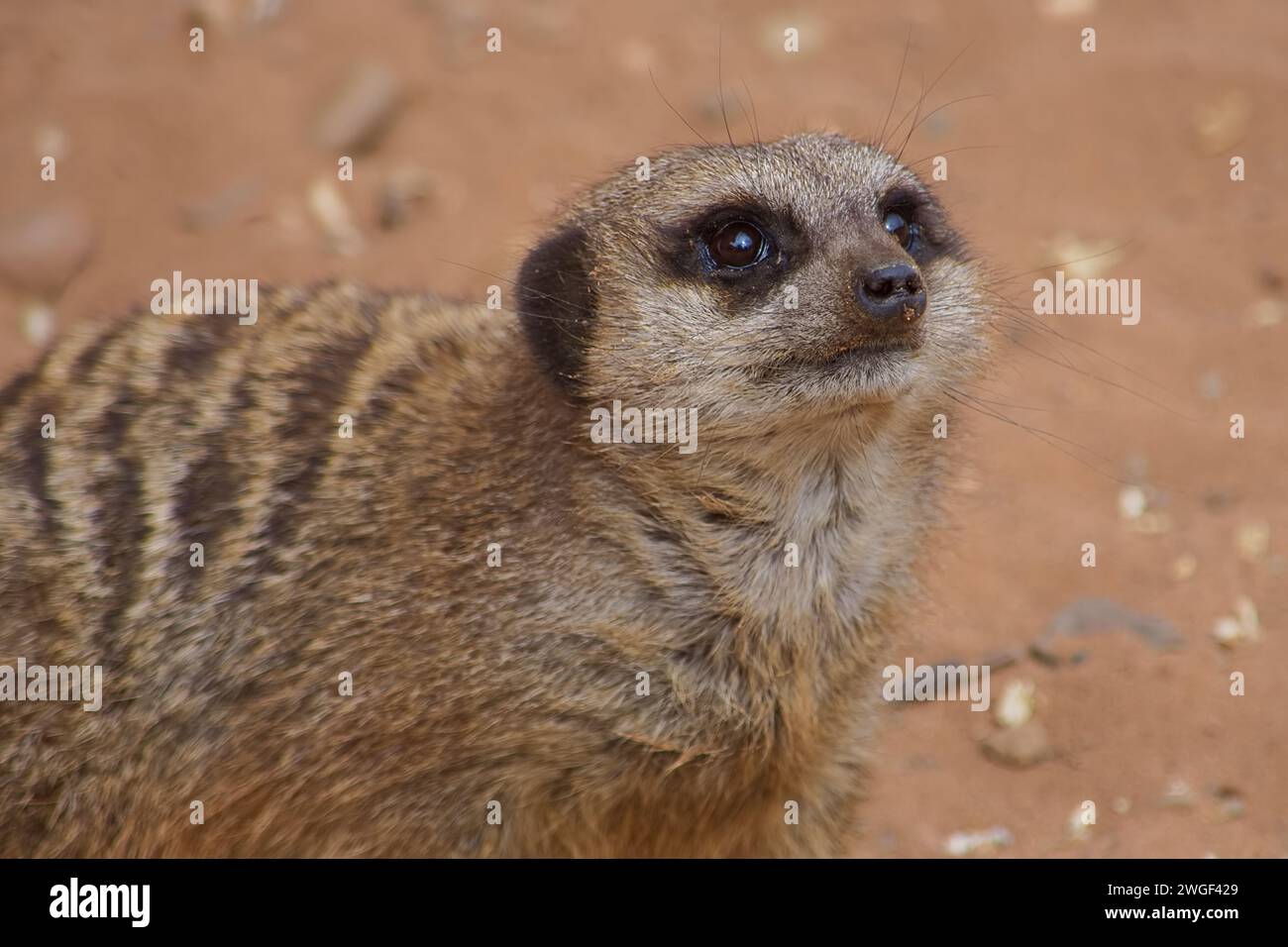 Suricat adulte, très mignon, regardant vers le haut et montrant que c'est de grands beaux yeux et traits du visage. Banque D'Images
