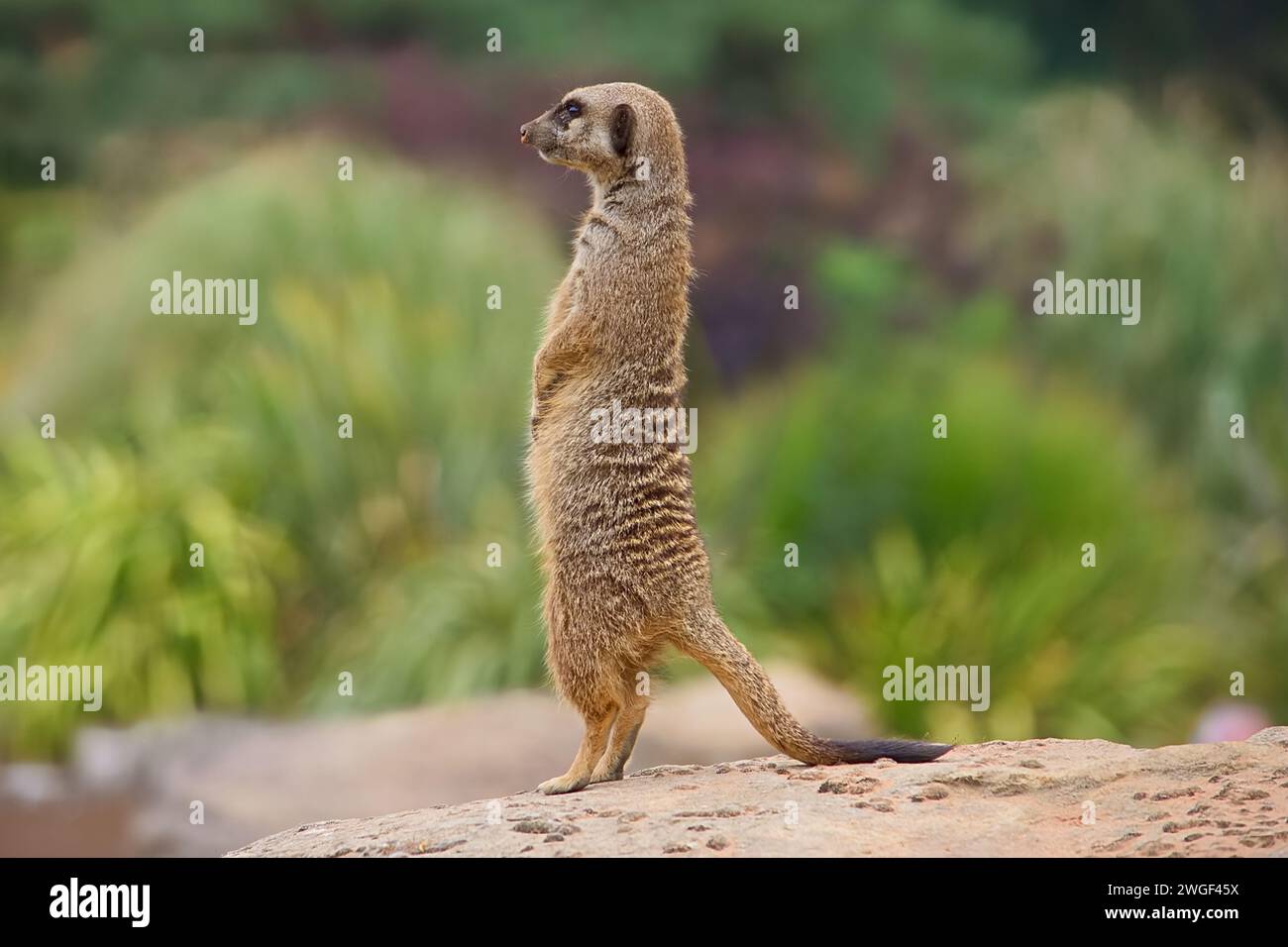 Alertez les suricates adultes sur la garde debout sur un rocher en plein air et à la recherche de prédateurs. Banque D'Images