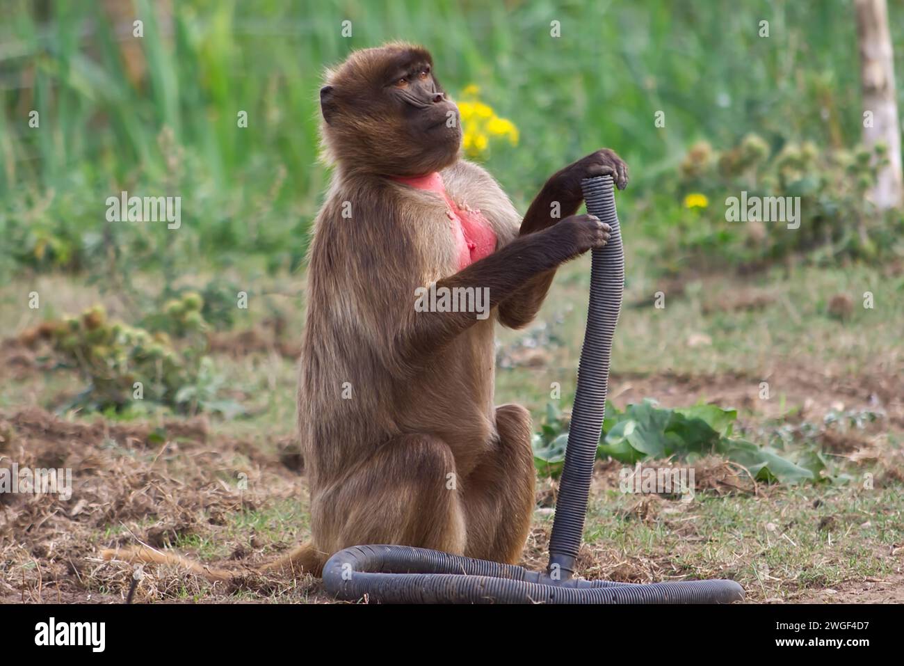 Mignon singe à torse rouge semblant effronté tout en jouant avec un morceau de tuyau d'arrosage. Banque D'Images