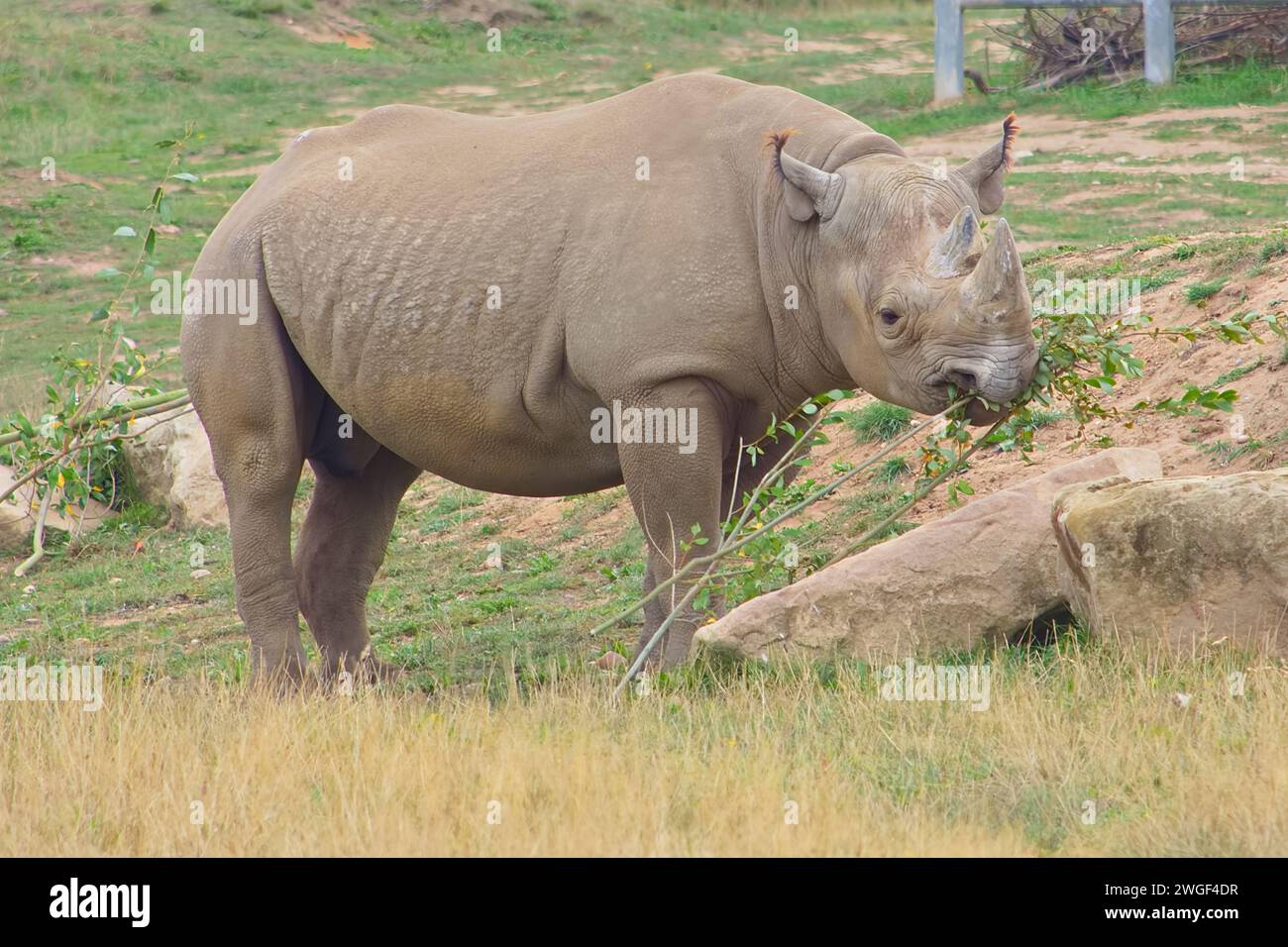 Les feuilles mangeant des rhinocéros noirs menacés dans son enclos semblent vives avec les oreilles piquées et affichant ses cornes et sa peau épaisse. Banque D'Images