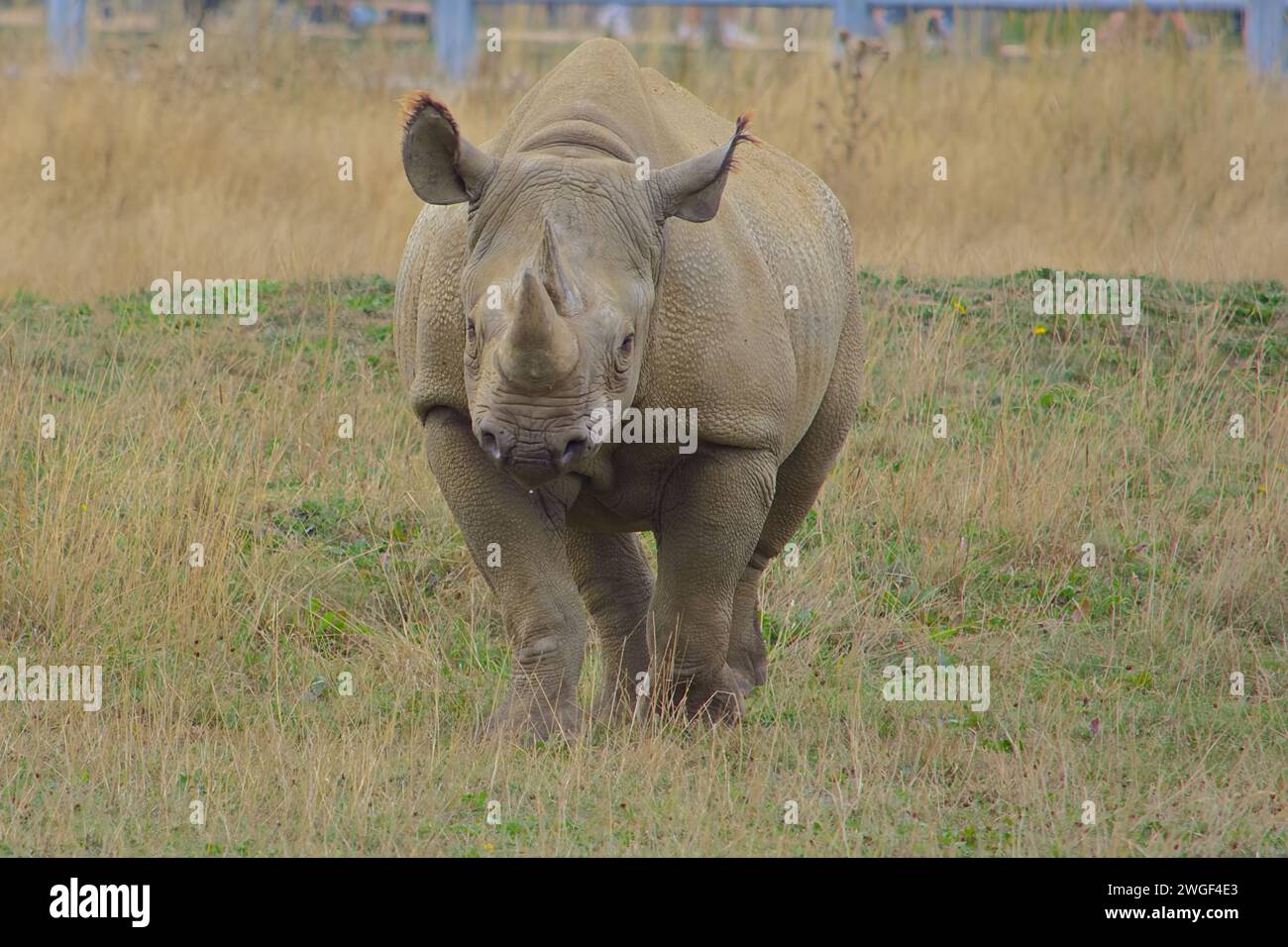 Rhinocéros noir aux oreilles piquées, debout dans son enclos montrant ses cornes pointues. Banque D'Images