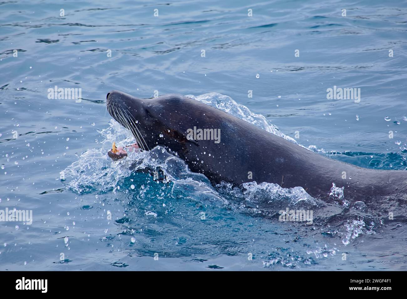 Phoque gris nageant et éclaboussant dans l'eau bleue fraîche. Banque D'Images