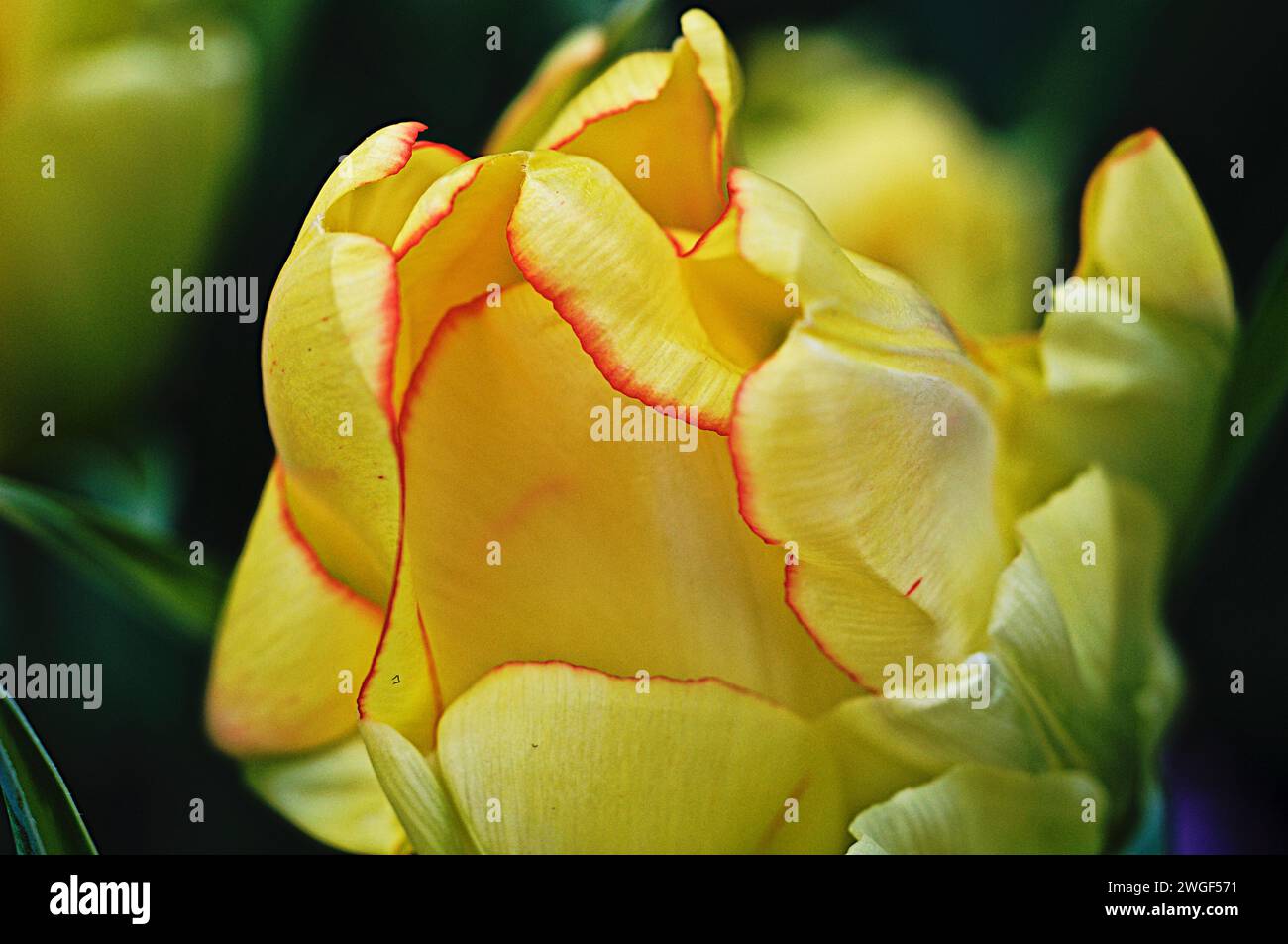 Gros plan d'une fleur de tulipes jaunes dans une serre Banque D'Images