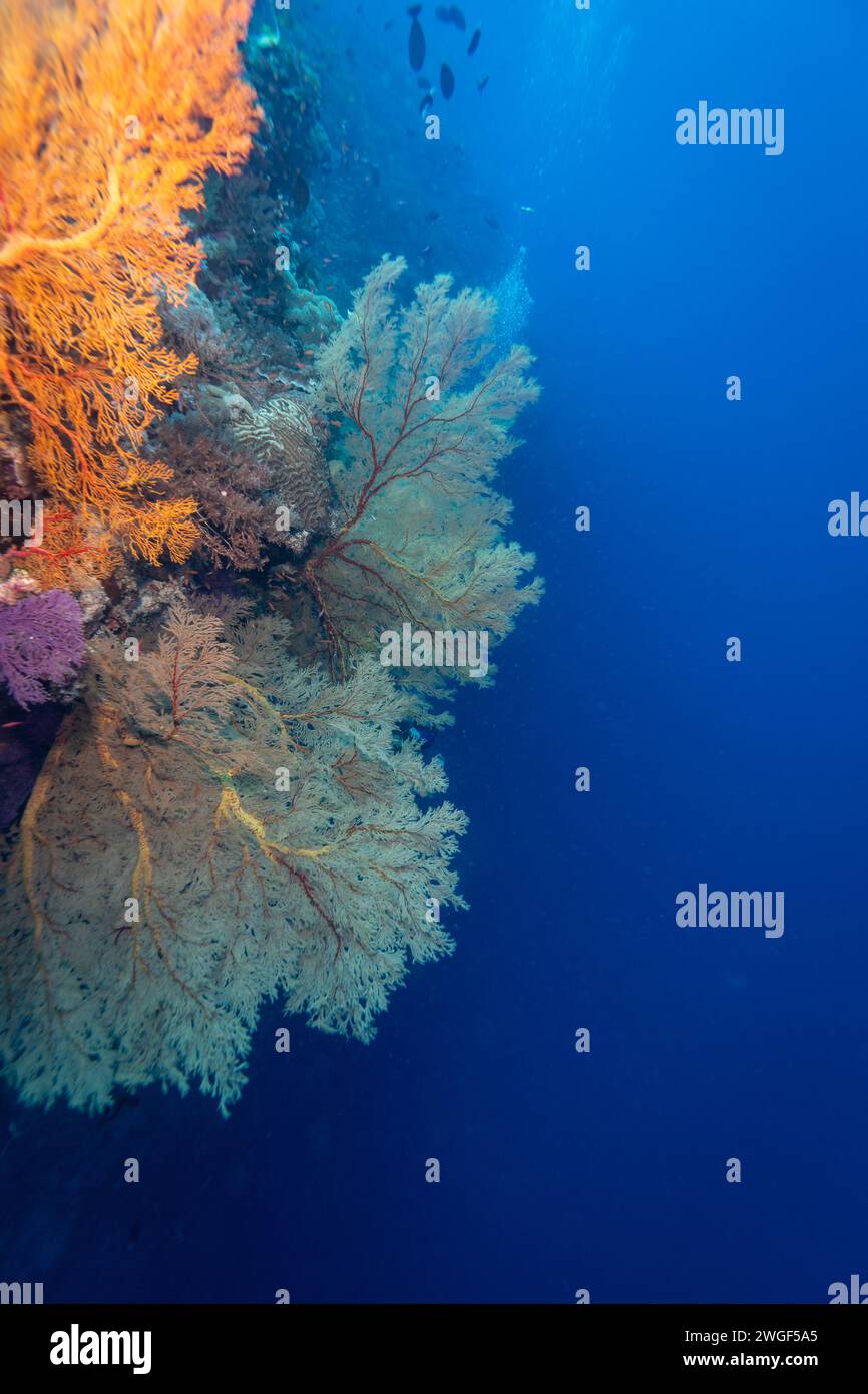 Récif corallien sain avec ventilateur géant gorgonien dans l'eau tropicale bleu clair Banque D'Images