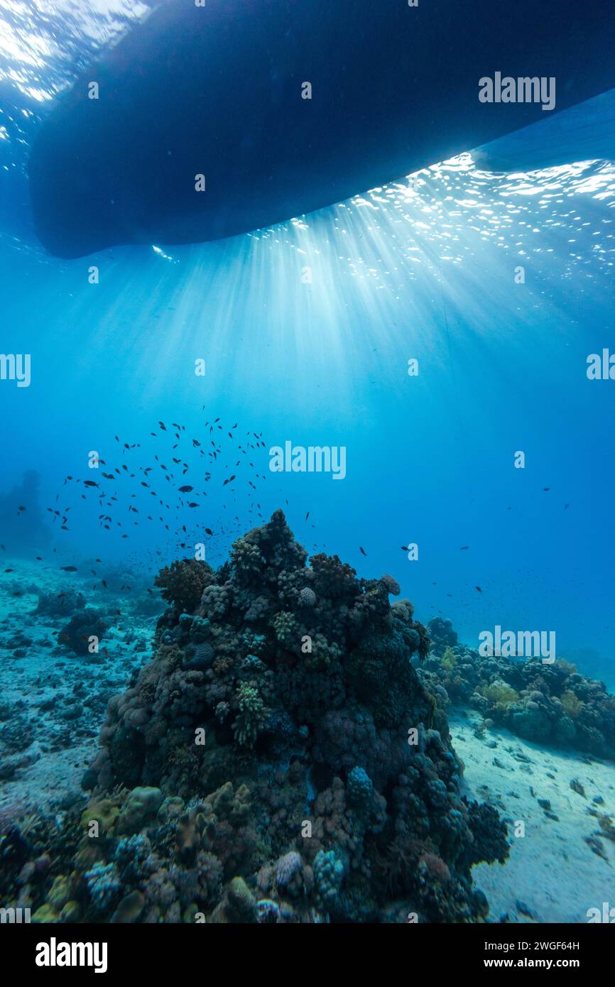 Le bateau flotte au-dessus du récif corallien et des bancs de petits poissons dans l'eau bleue claire Banque D'Images