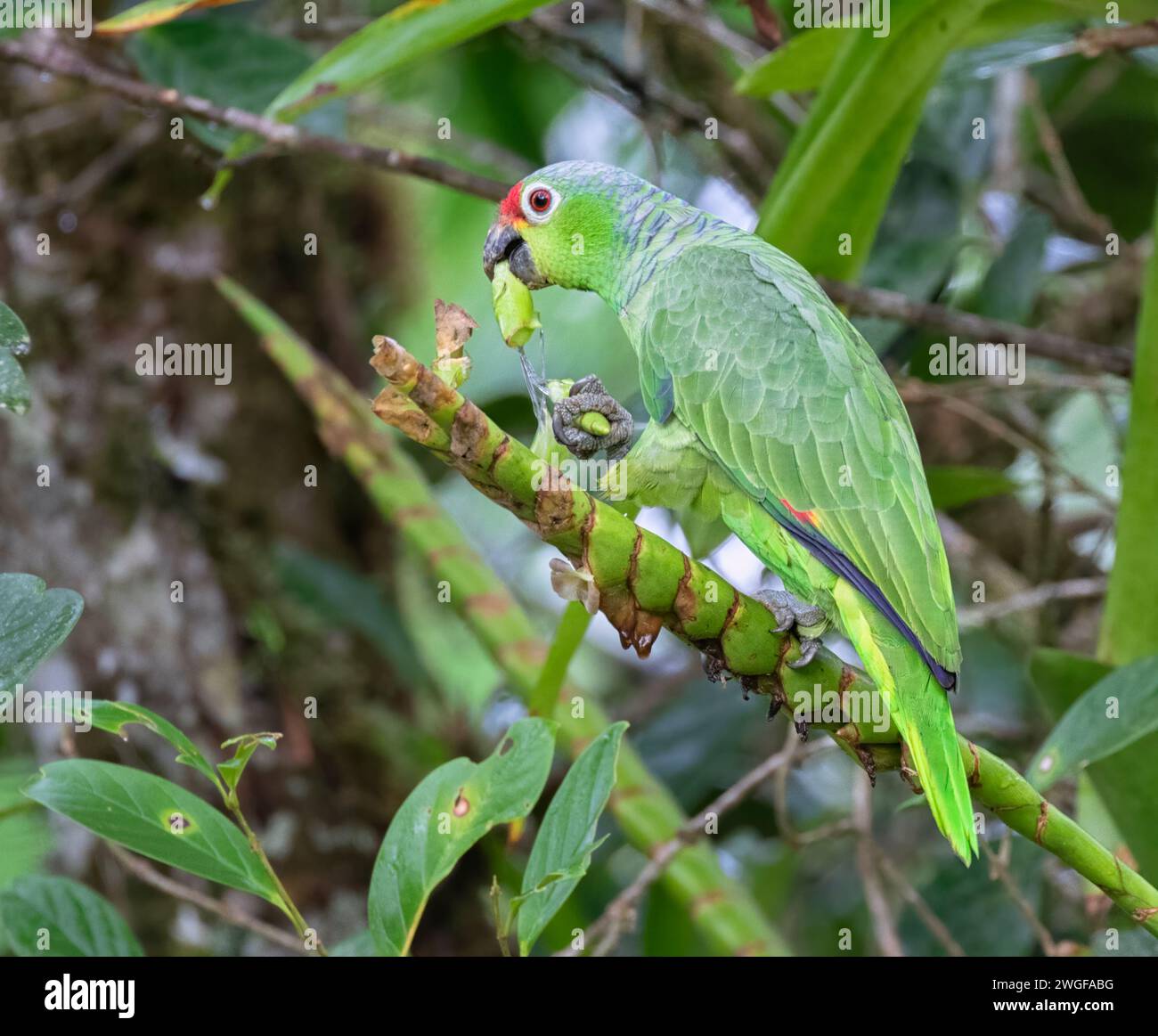 Perroquet roux (Amazona autumnalis) mangeant de jeunes pousses Banque D'Images