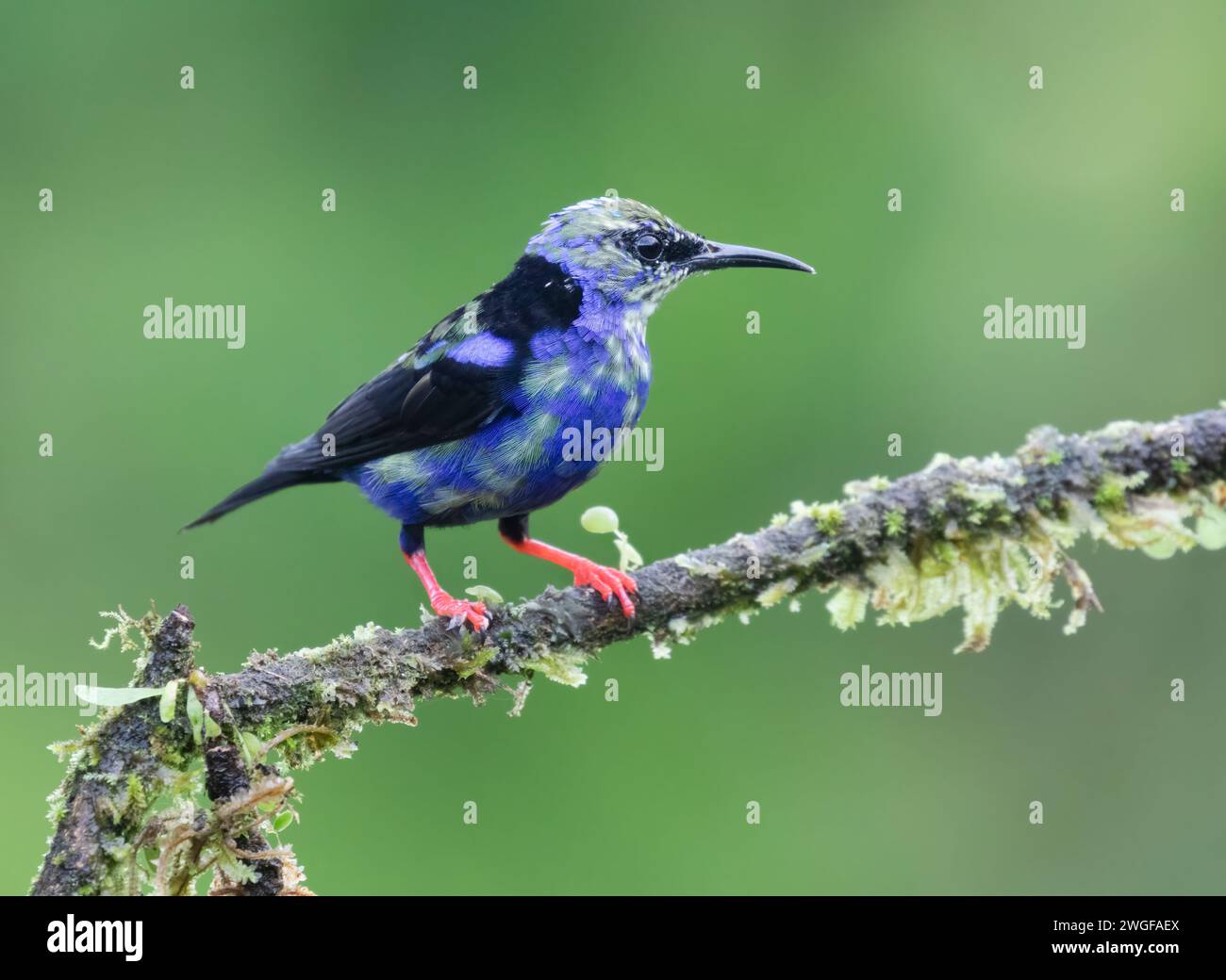 Honeycreeper à pattes rouges en gros plan, Boca Tapada, San Carlos, Costa Rica Banque D'Images