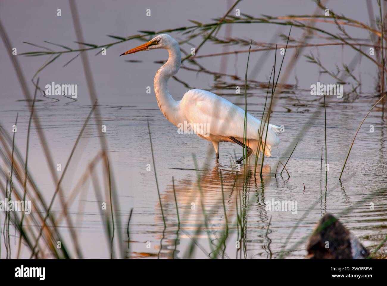 Aigrette blanche, cachée hors de l'eau dans le delta de l'Okavango au coucher du soleil Banque D'Images