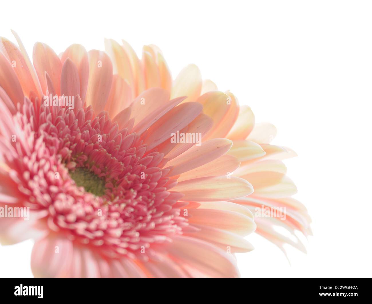 Photo clé de Pink Gerbera Daisy Banque D'Images