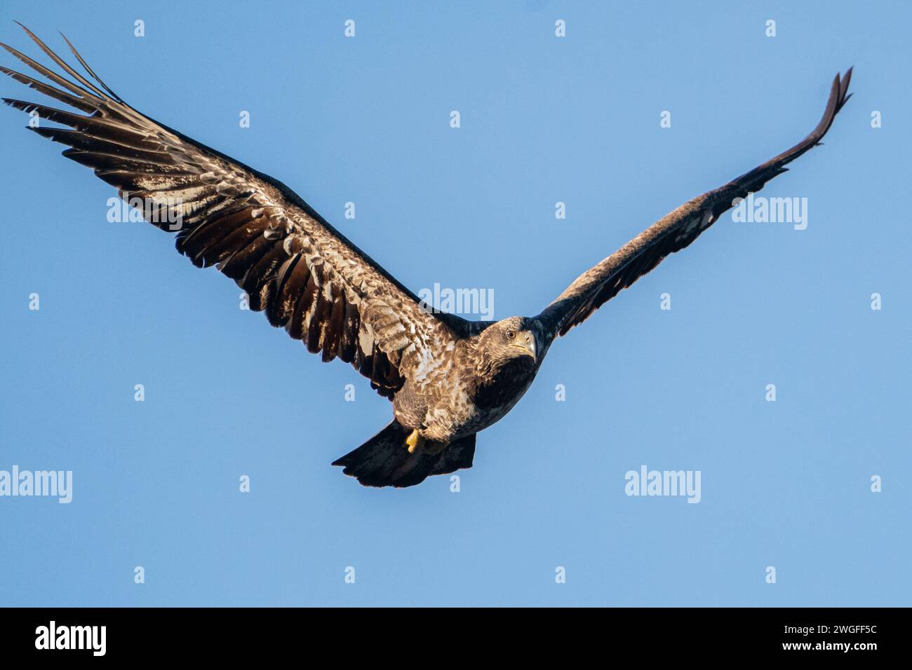 Un aigle chauve immature volant Banque D'Images