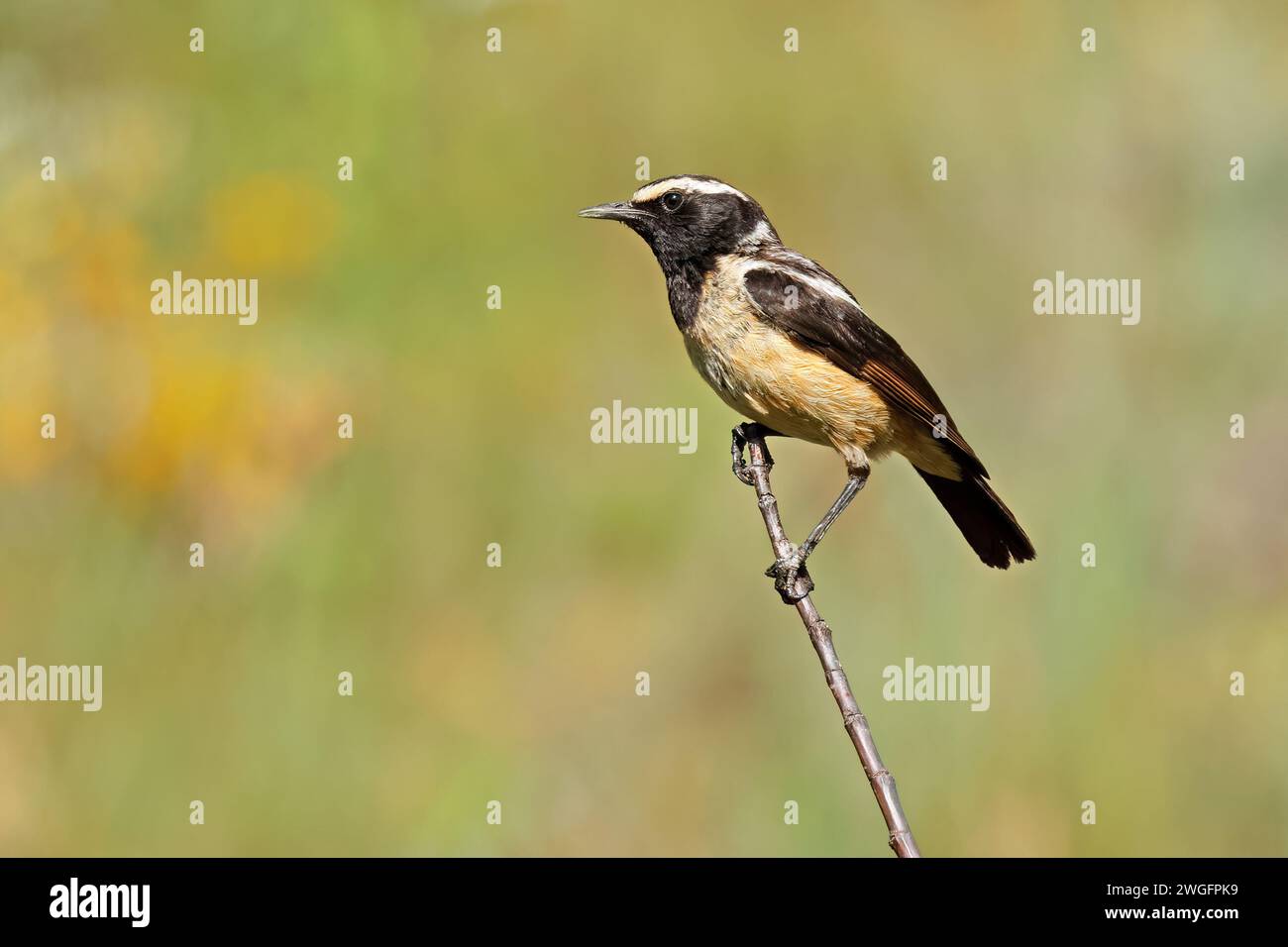 Un chat masculin strié de buff (Campicoloides bifasciata) perché sur une branche, Afrique du Sud Banque D'Images