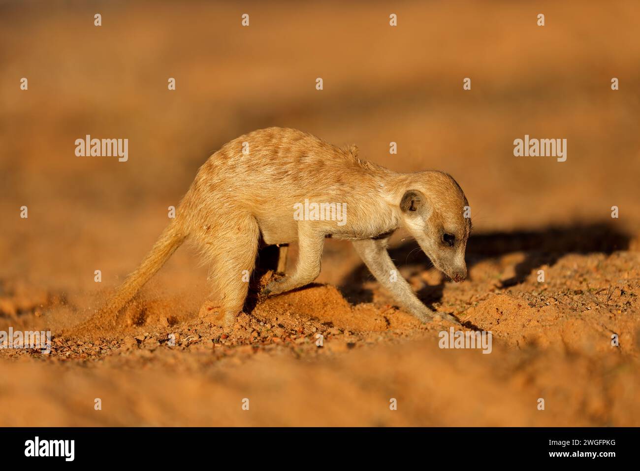 Un meerkat (Suricata suricatta) activement à la recherche de nourriture, l'habitat naturel du désert du Kalahari, Afrique du Sud Banque D'Images