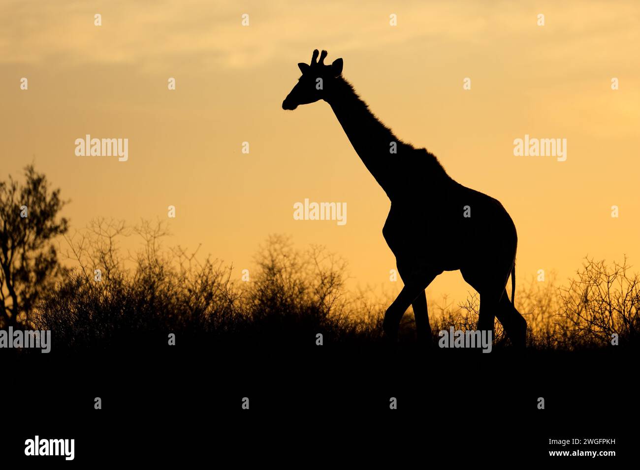 Girafe (Giraffa camelopardalis) silhouette sur un ciel orange, désert du Kalahari, Afrique du Sud Banque D'Images