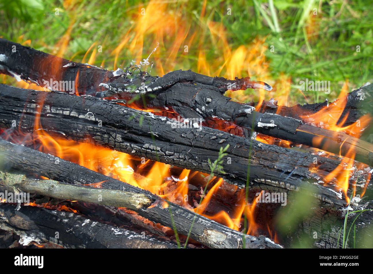 Vue du feu de camp brûlant dans le camp. Feu de camp dans l'herbe verte Banque D'Images