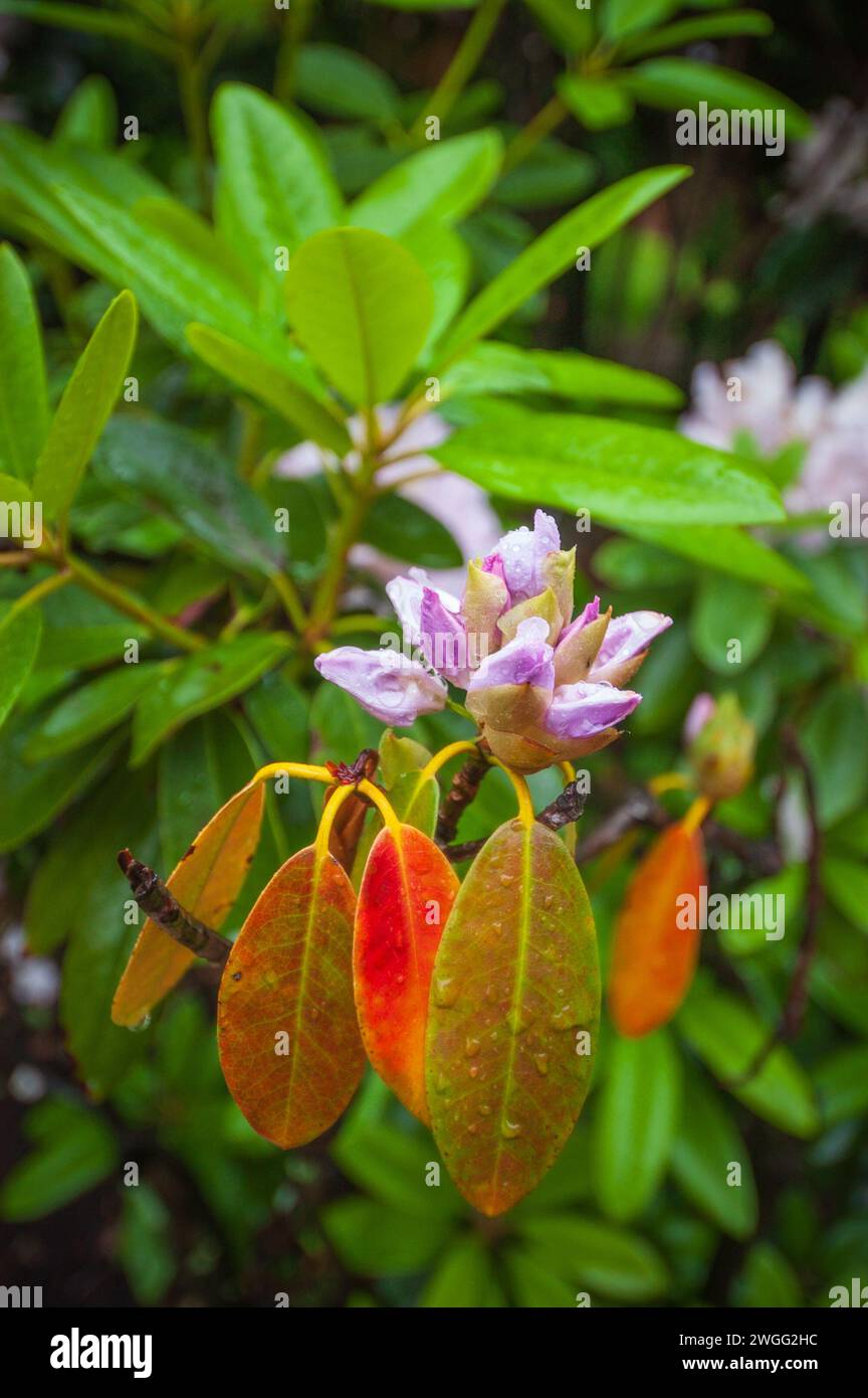 Le Roger Williams National Memorial, l'établissement original de Providence, Rhode Island, établi par le ministre Roger Williams en 1636 Banque D'Images