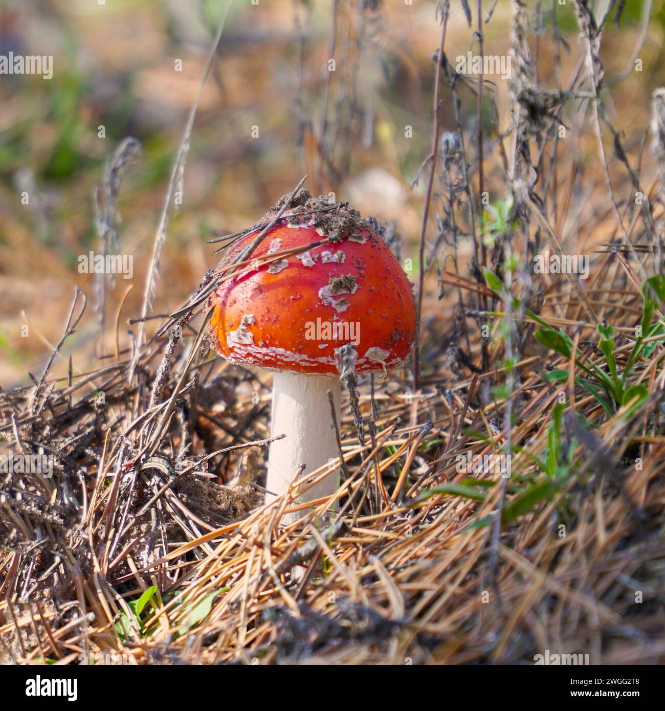Une belle mouche agaric pousse dans la forêt parmi l'herbe dans la prairie dans la forêt Banque D'Images