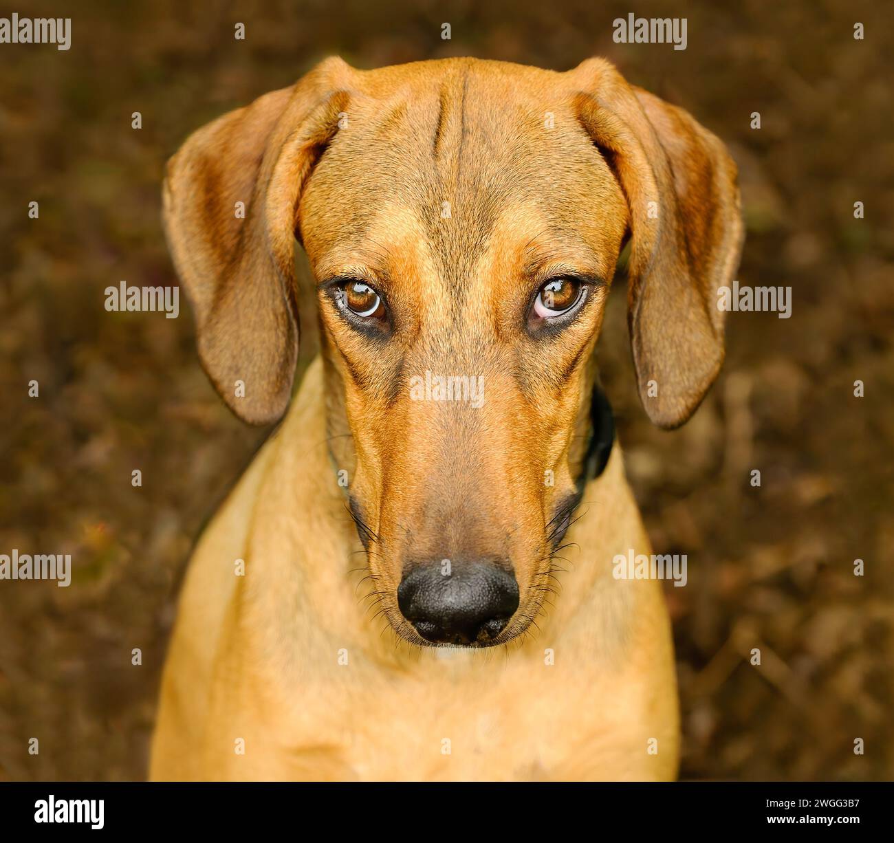 Gros plan d'Un chien d'apparence coupable avec Un fond marron naturel vertical Banque D'Images