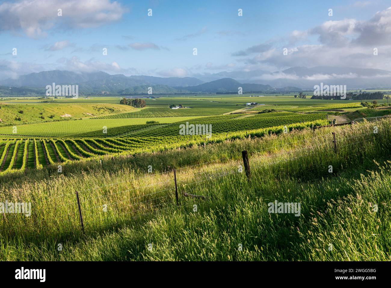 Vignobles et pâturages près de Blenheim dans la région de Marlborough en Nouvelle-Zélande dans la région de Marlborough en Nouvelle-Zélande Banque D'Images
