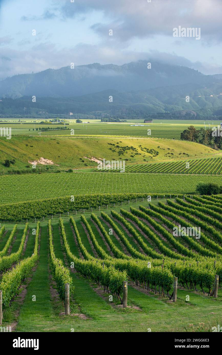 Vignobles près de Blenheim dans la région de Marlborough en Nouvelle-Zélande Banque D'Images