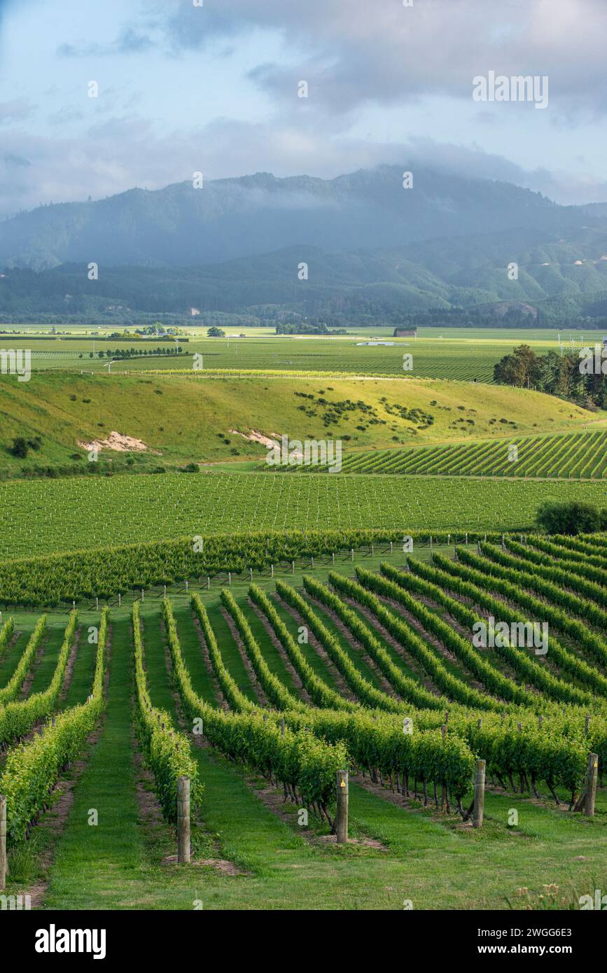 Vignobles près de Blenheim dans la région de Marlborough en Nouvelle-Zélande Banque D'Images Vignobles près de Blenheim dans la région de Marlborough en Nouvelle-Zélande Banque D'Images