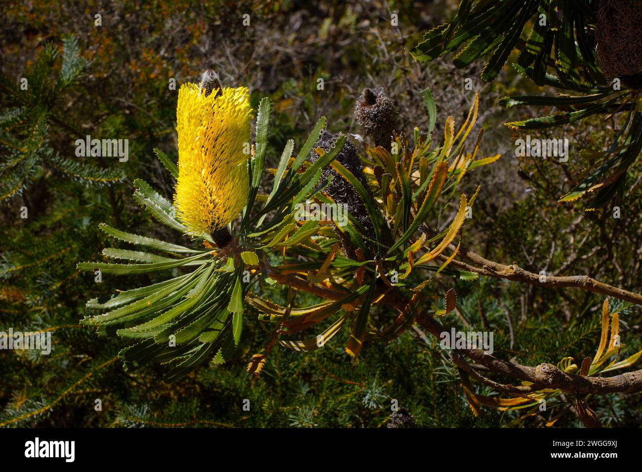 Cône de fleur jaune de Candlestick Banksia (Banksia attenuata), dans un habitat naturel, Australie occidentale Banque D'Images