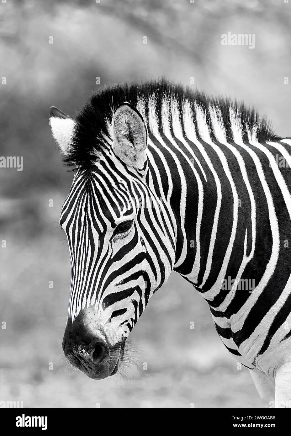 Zebra Afrique du Sud Marloth Park Banque D'Images