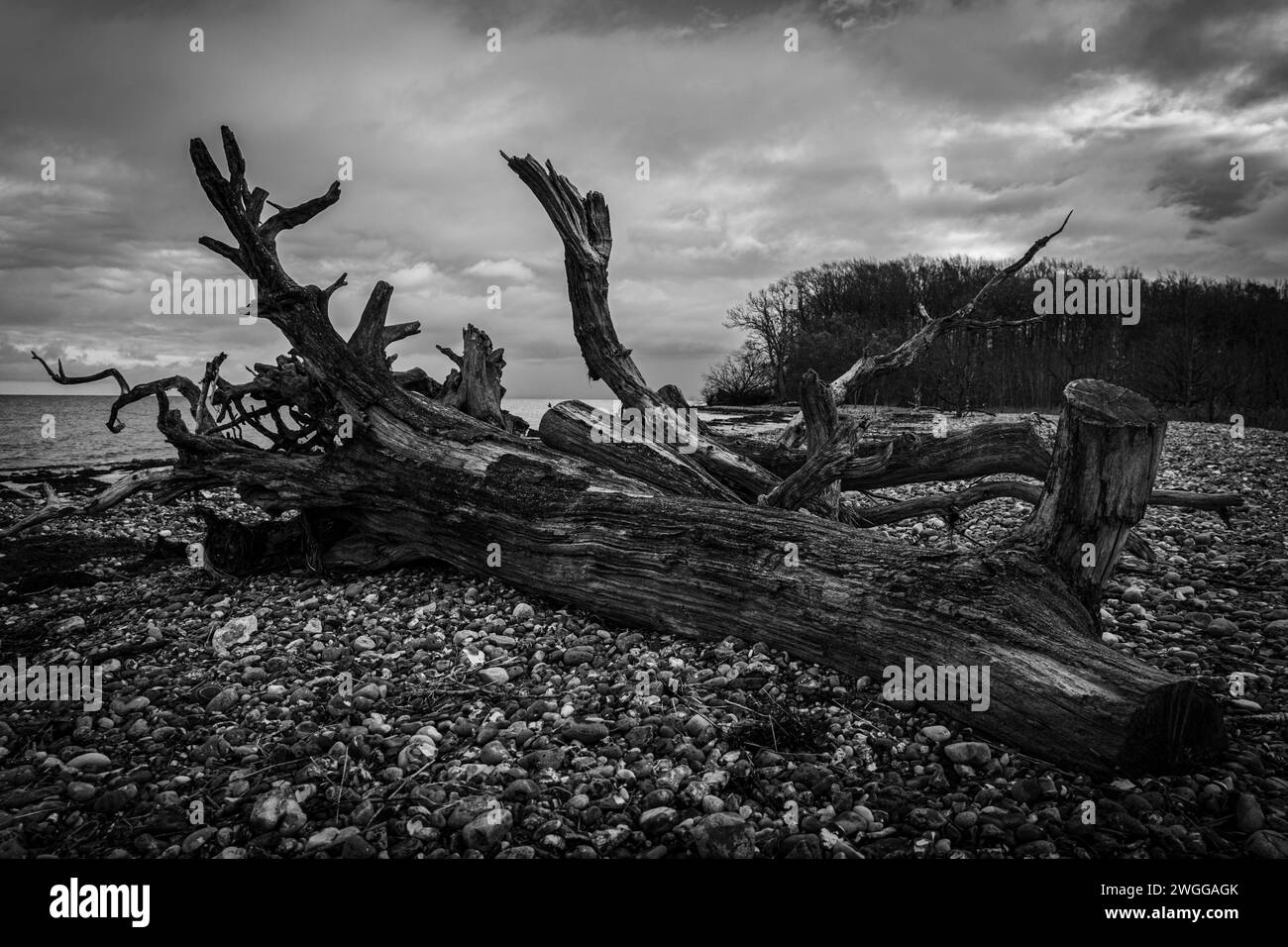 Une photo en noir et blanc d'arbres morts sur la plage sous un ciel nuageux avec l'océan en arrière-plan. Banque D'Images