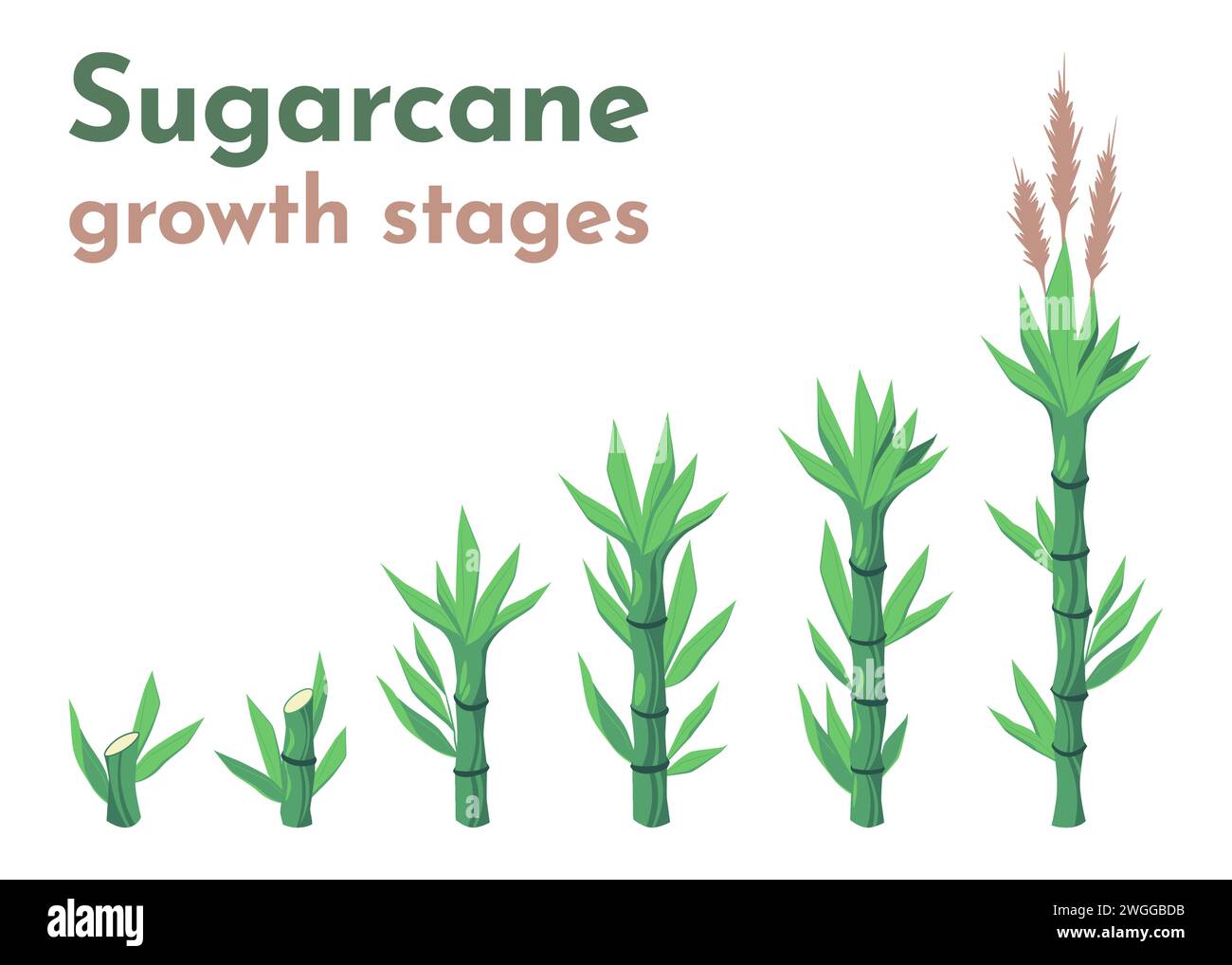 Stades de croissance de la canne à sucre. Plantation de canne à sucre de dessin animé avec processus de culture agricole de la plantation à la récolte, concept d'agriculture. Ensemble de vecteurs. Plantes cultivées pour la production de sucre Illustration de Vecteur