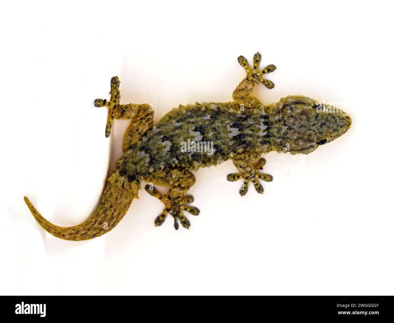 Gecko sur fond blanc Banque D'Images