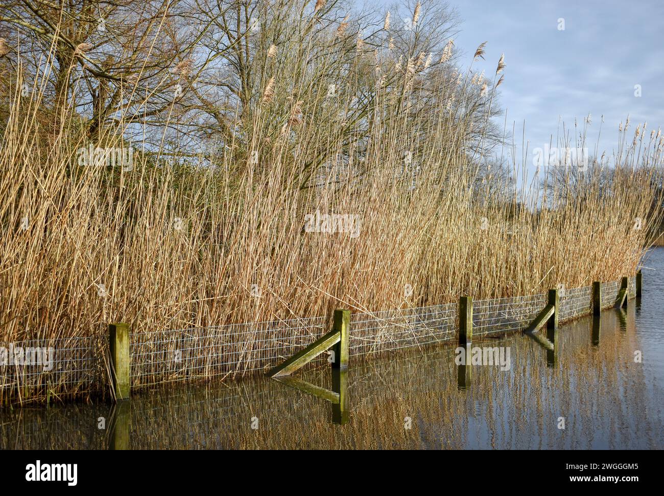 De grands roseaux communs poussant sur le bord d'un petit lac avec une clôture environnante reflétant sur la surface de l'eau. Banque D'Images