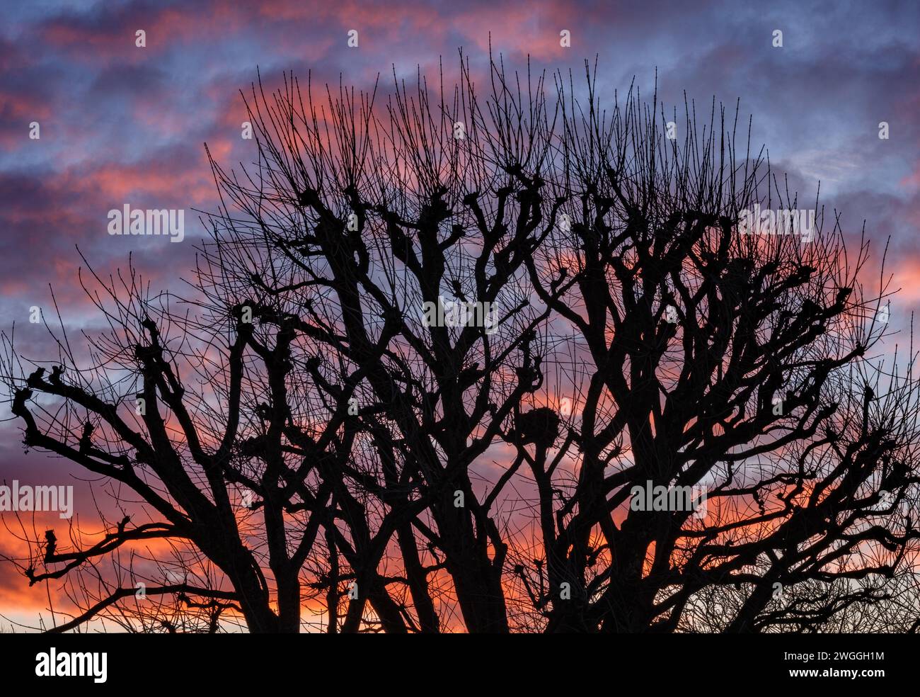 Silhouette hivernale d'un arbre Sycamore taillé contre un lever de soleil coloré - Gloucestershire UK Banque D'Images