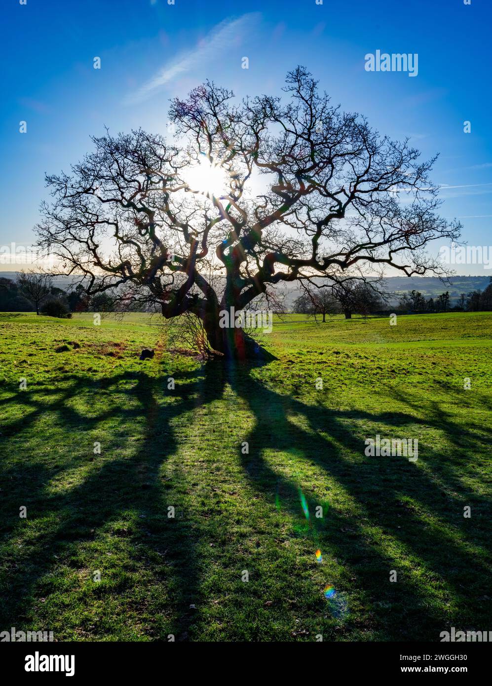 Vénérable chêne en hiver silhouette dans le soleil du matin à Ashton court au-dessus de Bristol UK Banque D'Images