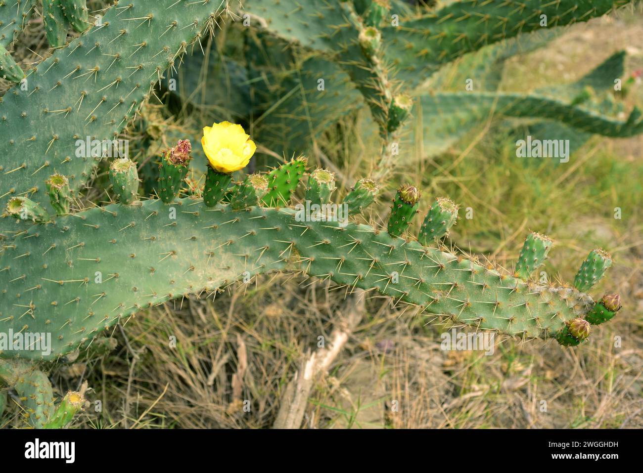 La poire pirickly à la langue de la vache (Opuntia engelmannii linguiformis) est une plante épicée et succulente originaire du Texas et naturalisée dans d'autres régions tempérées. Banque D'Images